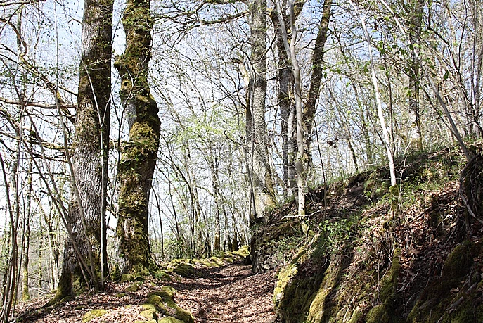 Forêt d'arbres