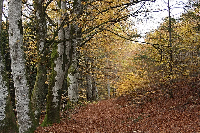 Forêt de boulot